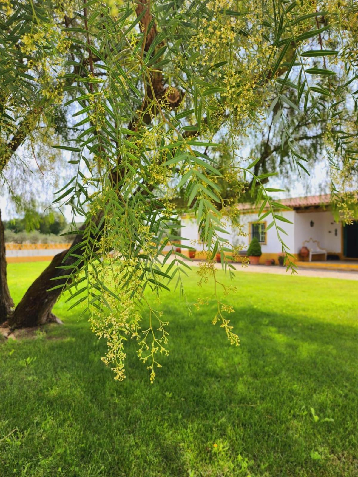 Villa Montinho Do Palanque Viana do Alentejo Esterno foto
