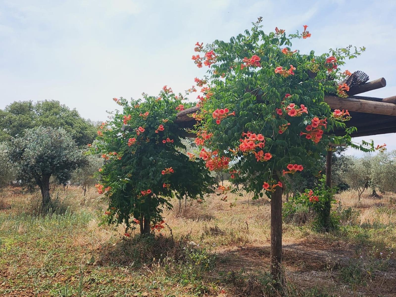 Villa Montinho Do Palanque Viana do Alentejo Esterno foto